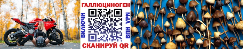 Галлюциногенные грибы GOLDEN TEACHER  Купить закладки  Чернушка 